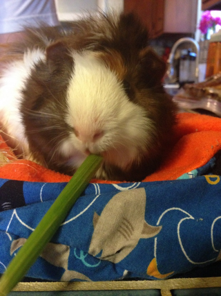 Illustration for article titled I bring you all a gift of guinea pigs!